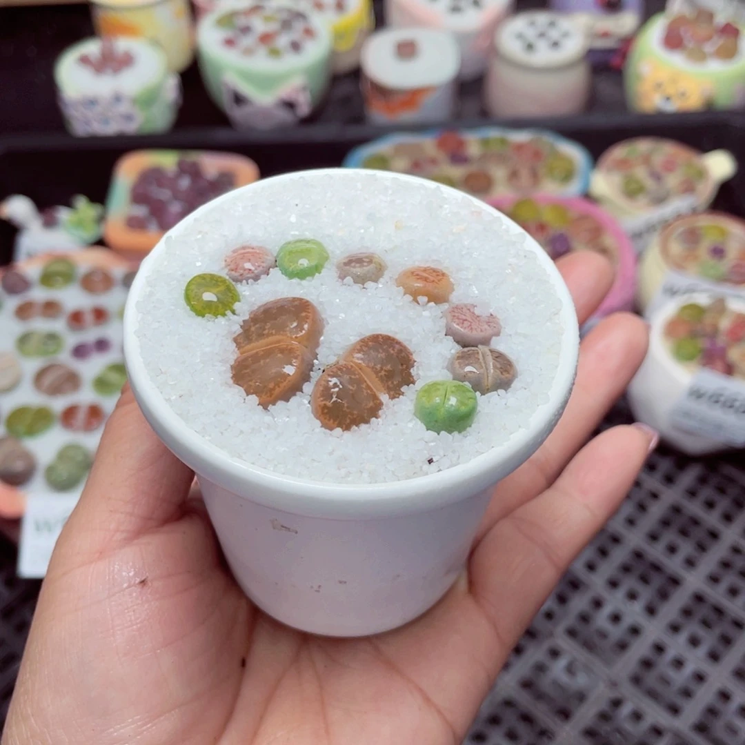 w6687 -零下地区拍保温箱-15支持寄养