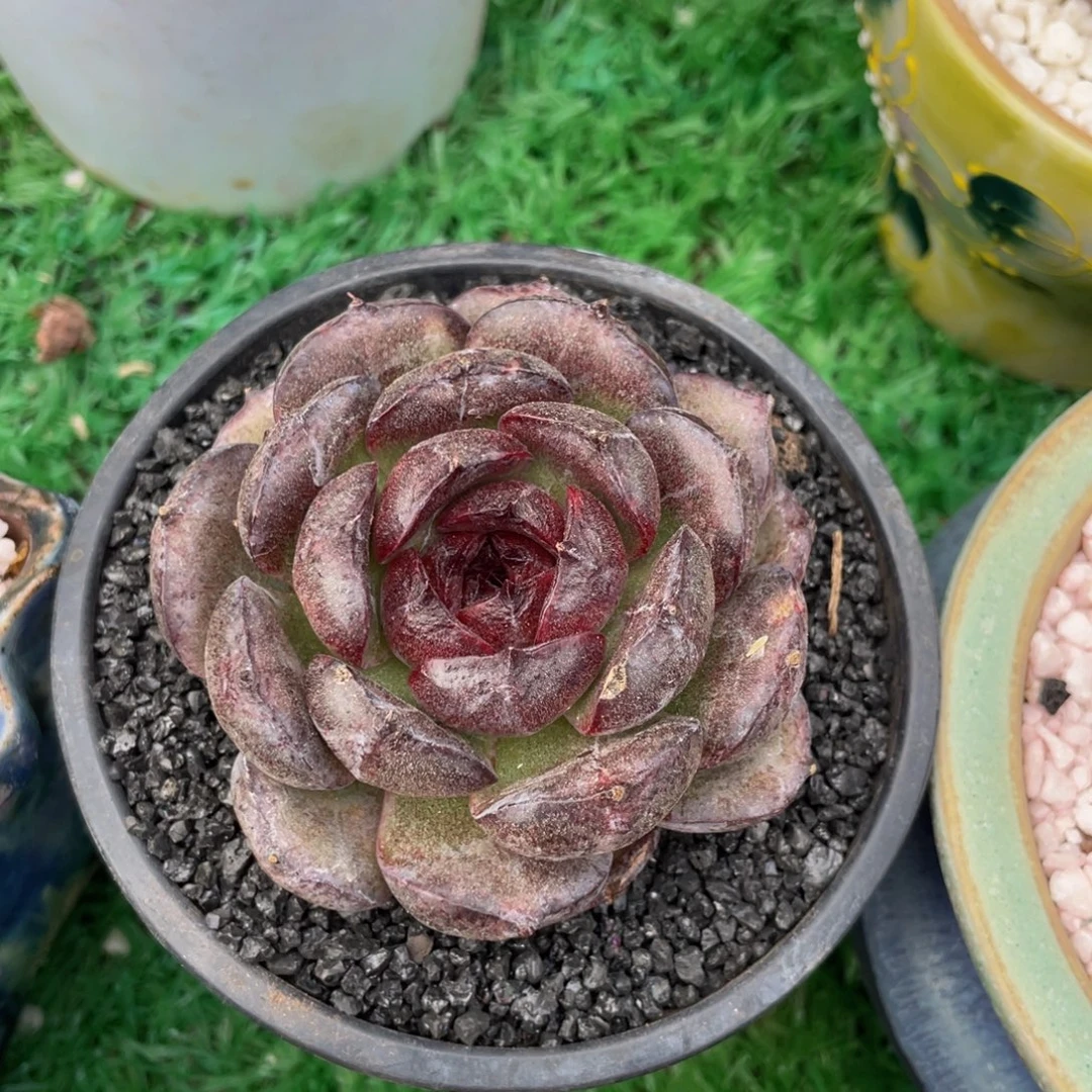 多肉植物盆栽多肉