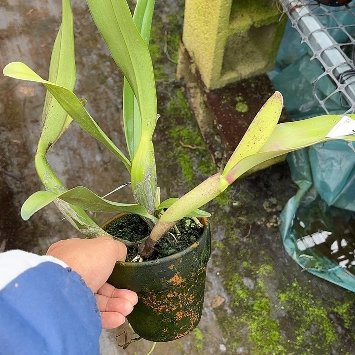 完全开放亚白特里