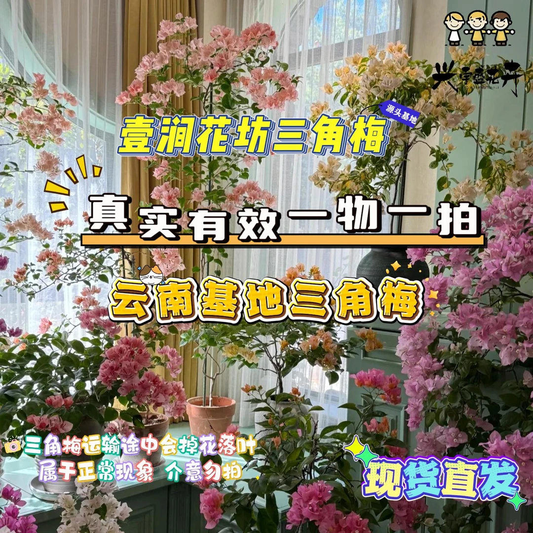 壹涧 【13单盆一物一拍会掉花落叶会成光杆介意者勿拍】三角梅