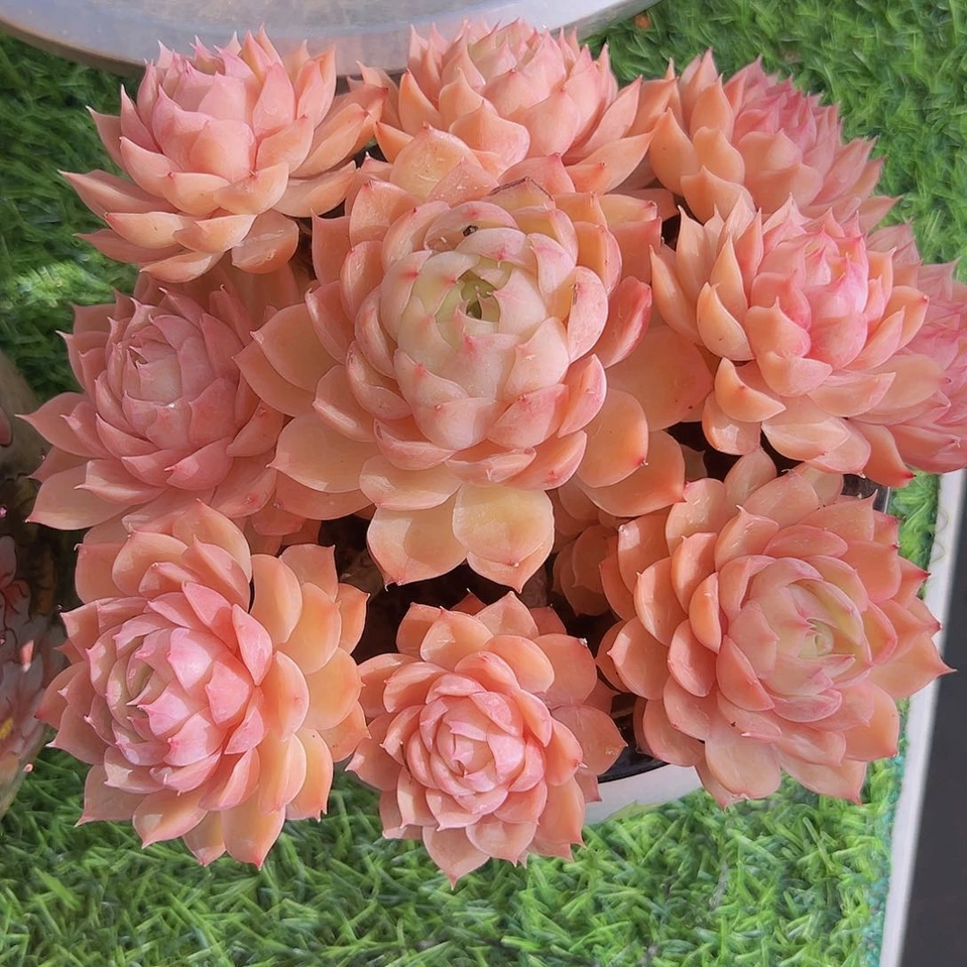 昂斯诺1111111111111111