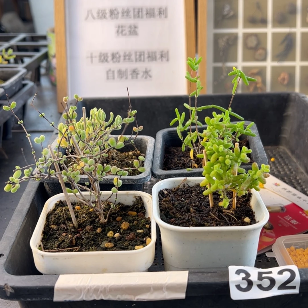 双十一枝干番杏352