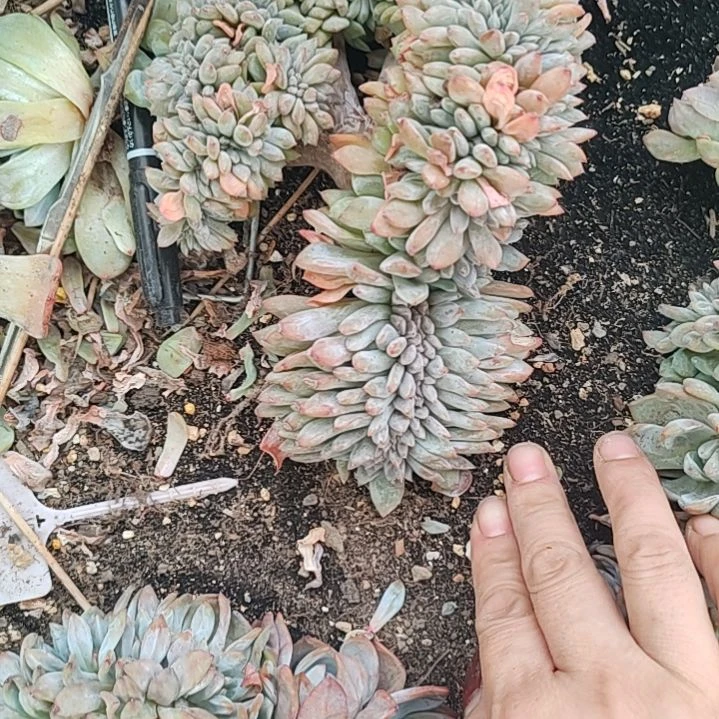 福利福利不售后69