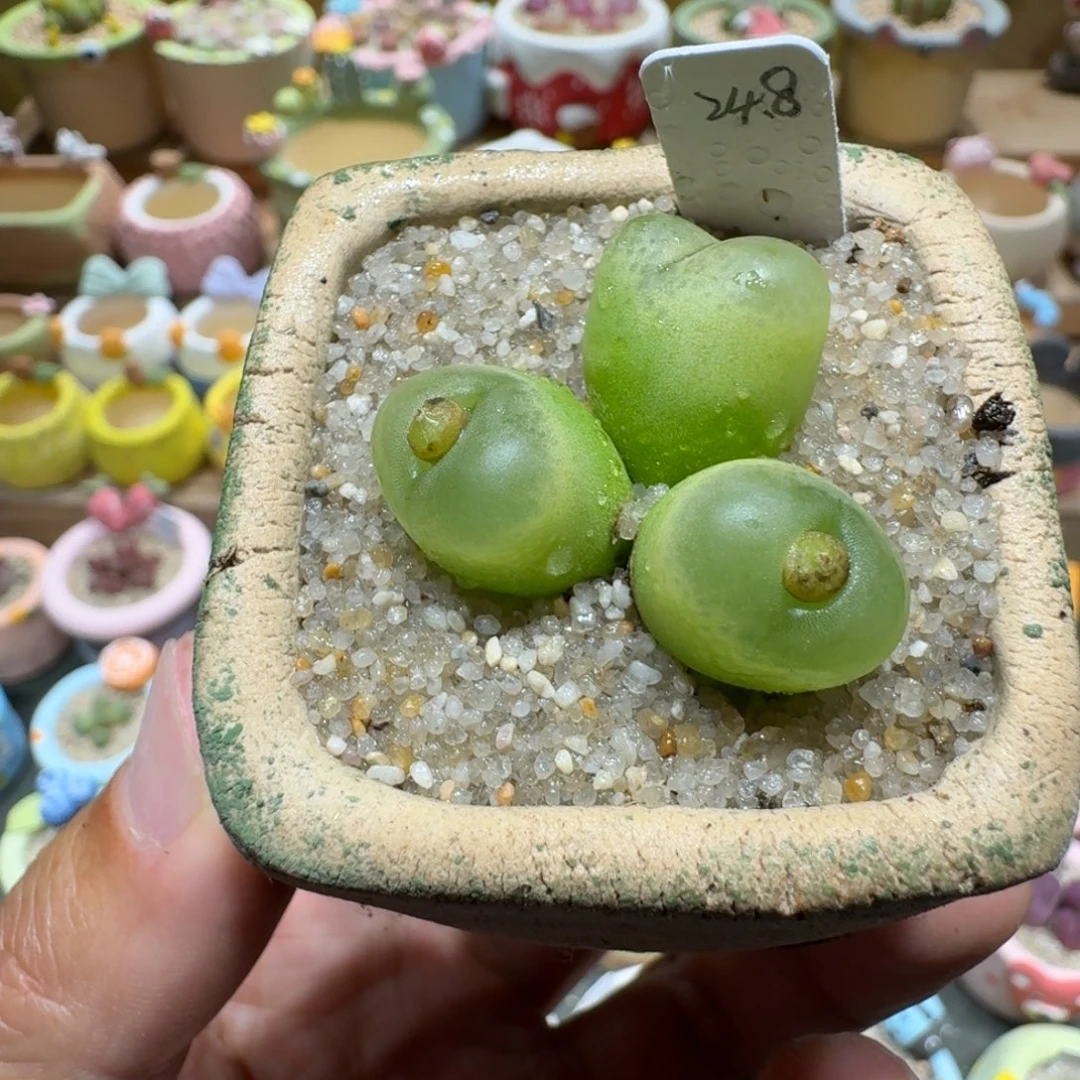 蘑菇1269毛汉尼多肉植物