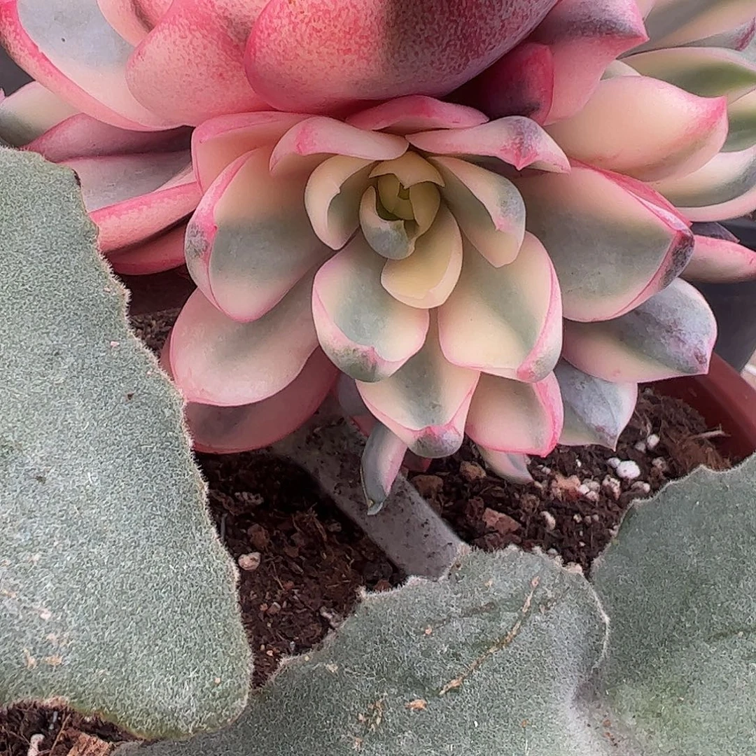 赫拉锦侧芽 婕宝一物一拍