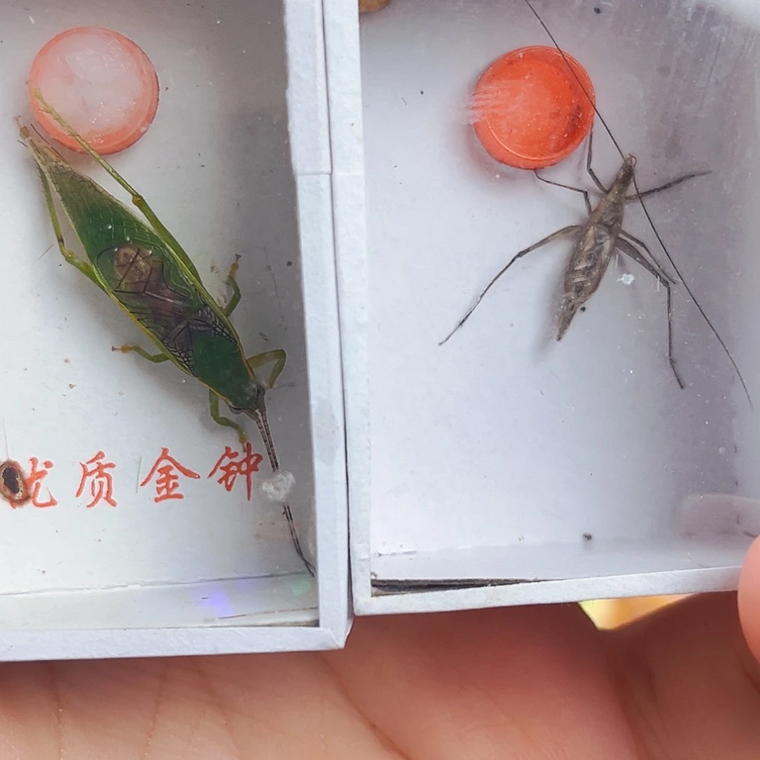 绿金钟1紫竹1个拍拍