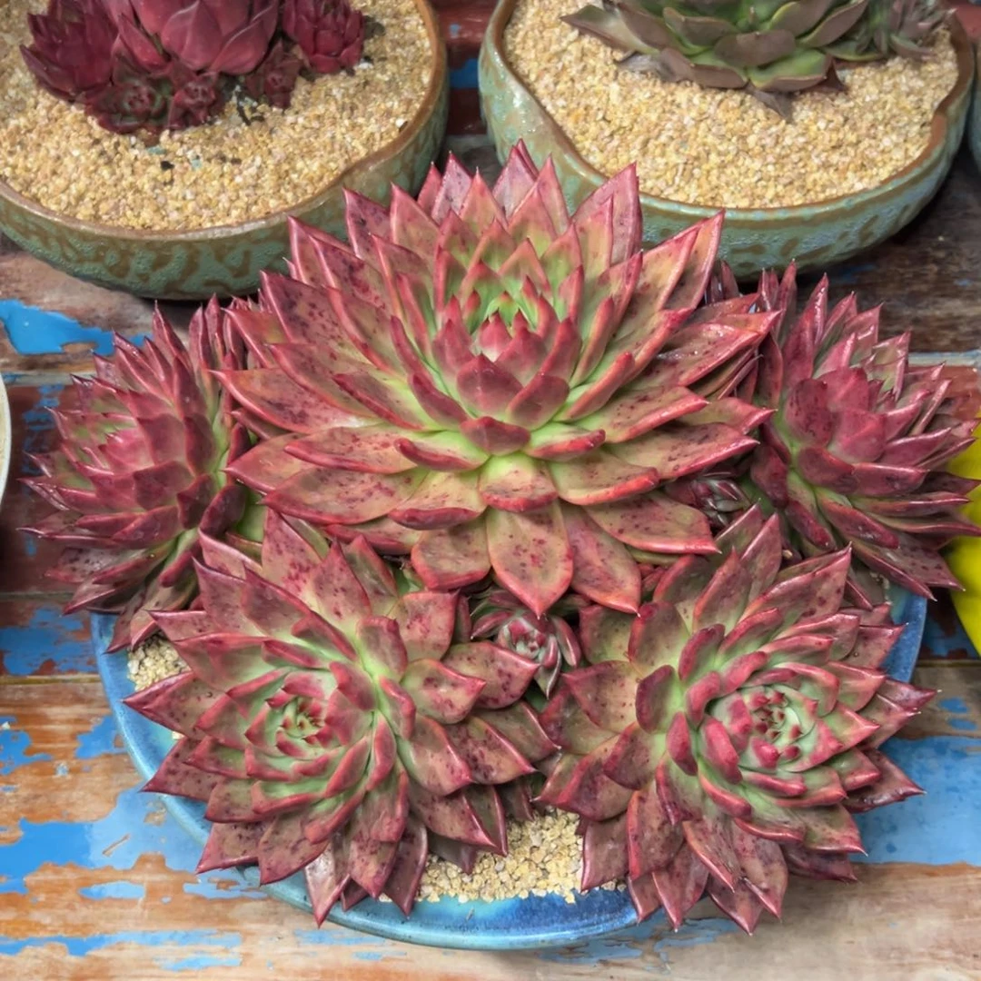 多肉植物一物一拍018