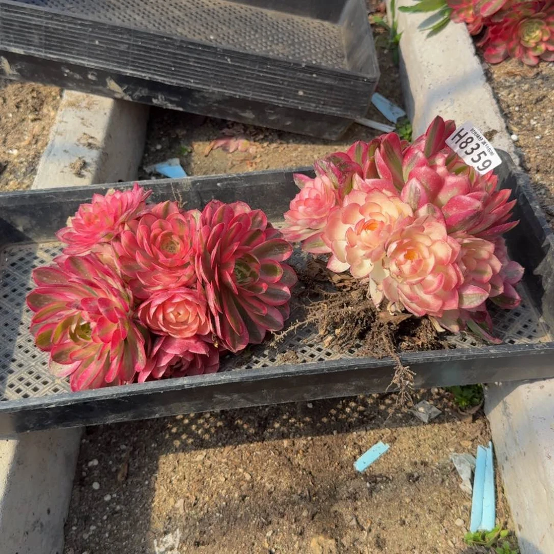 8359荔枝。多肉植物