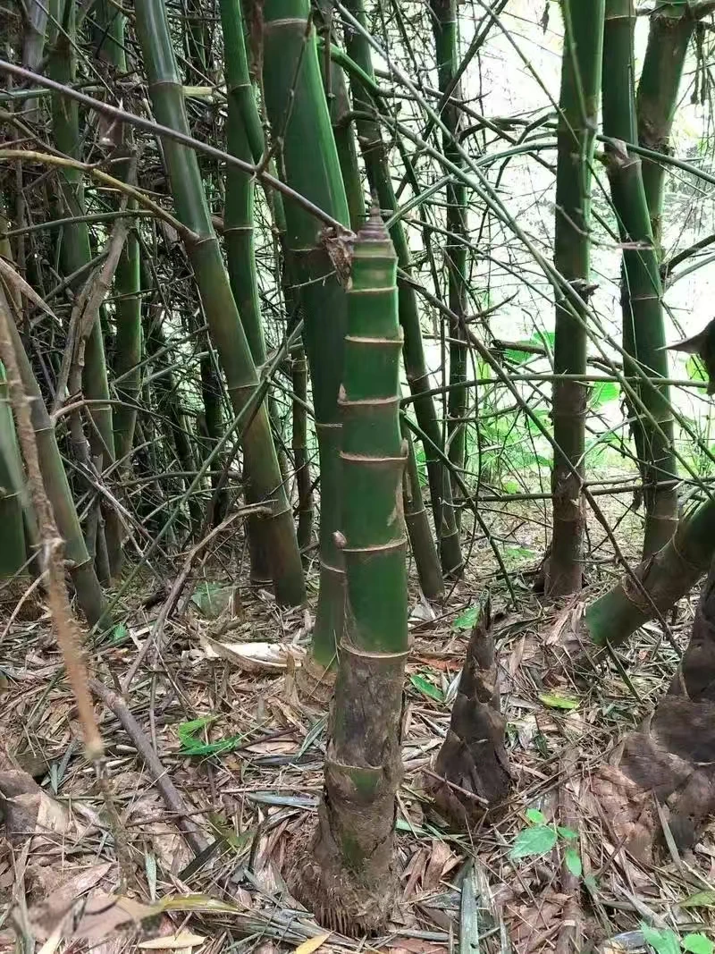 小叶簕竹生桩盆栽绿植南北方均可种植客厅玄关办公桌茶桌窗台等等