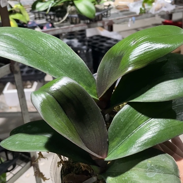 纪***宝完全开放红天鹅 3.0寸 微瑕