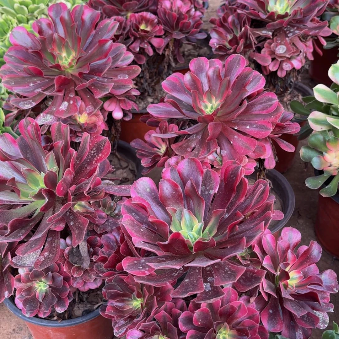 美杜莎9.9木质老桩