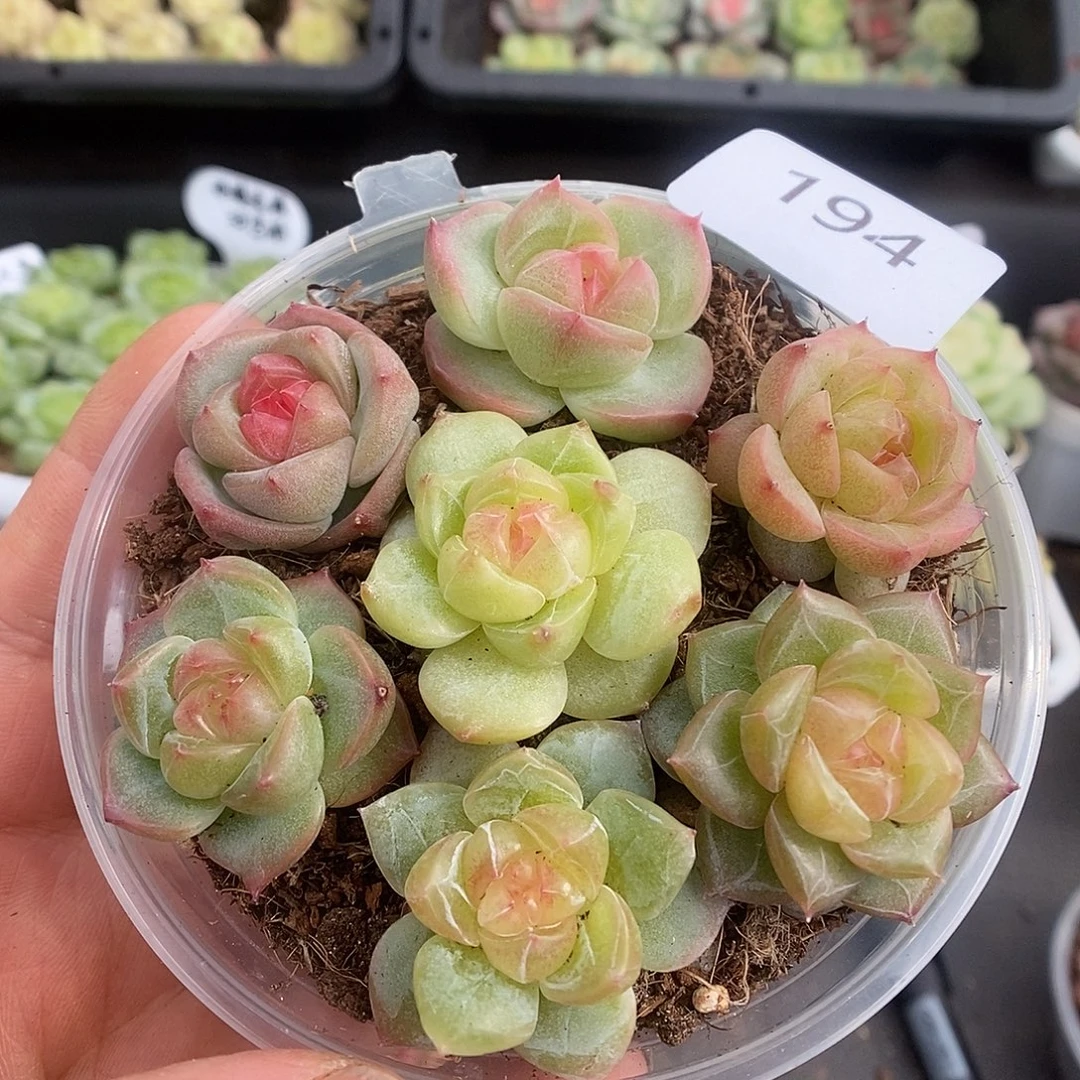 一物一拍一物一拍925-194