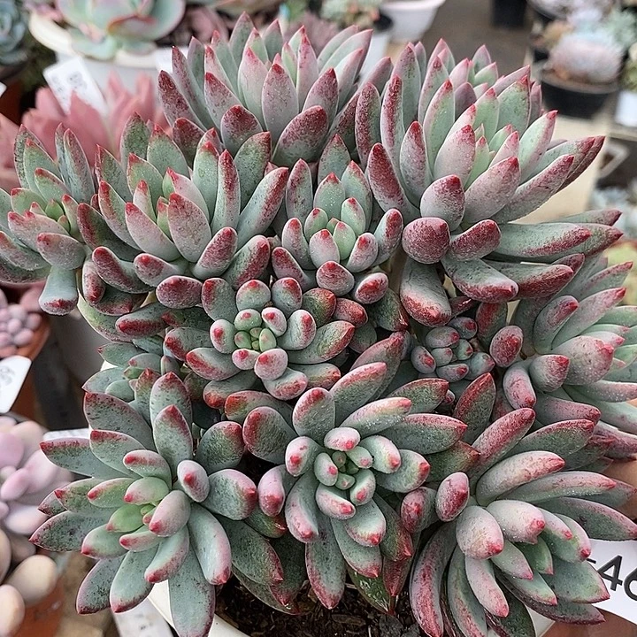 小七夕多肉相思豆46