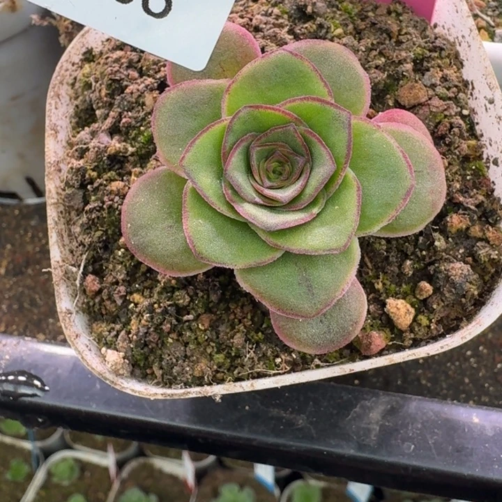 朱006。 至耀龙珠。