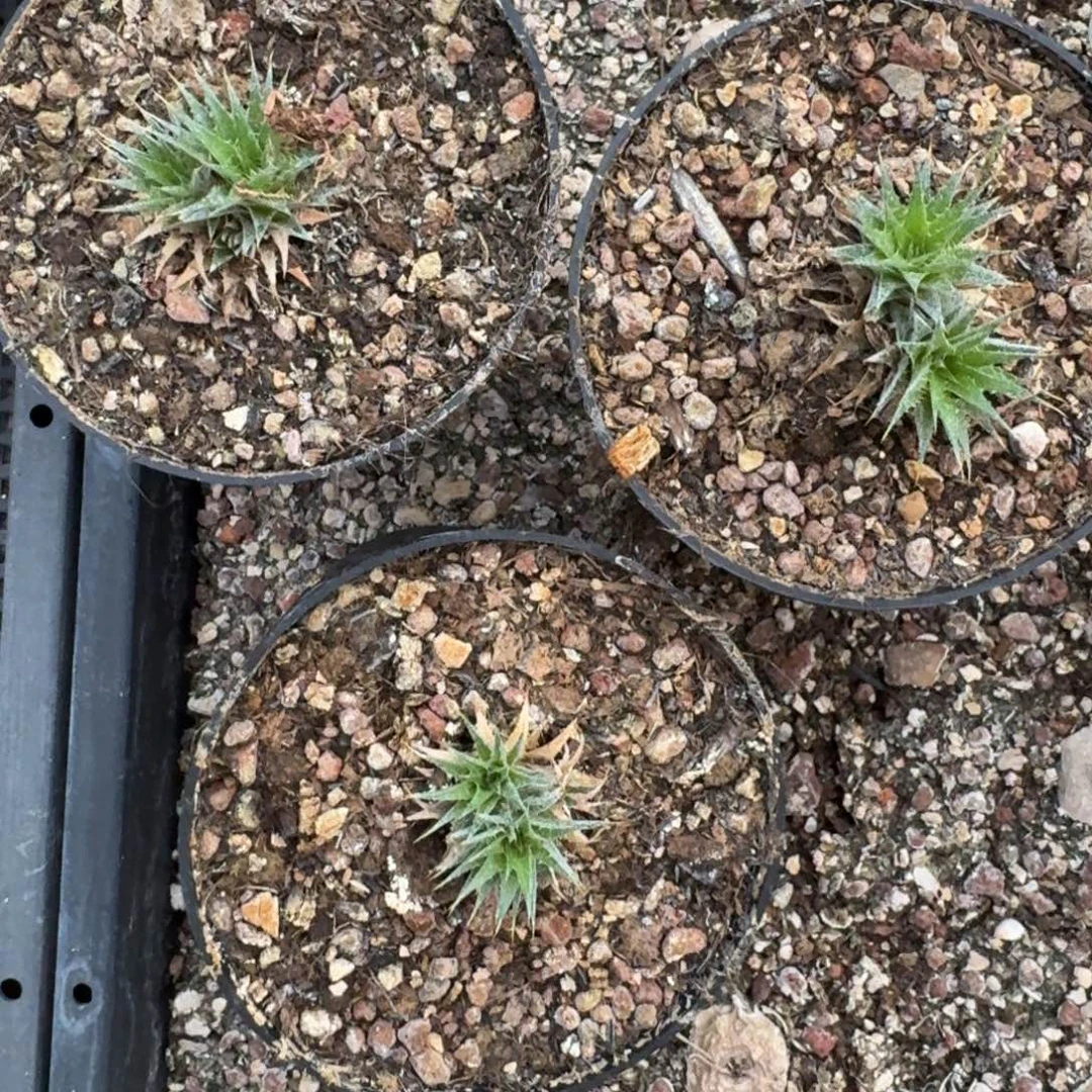 2头玻利维亚坨坨凤量拍多肉