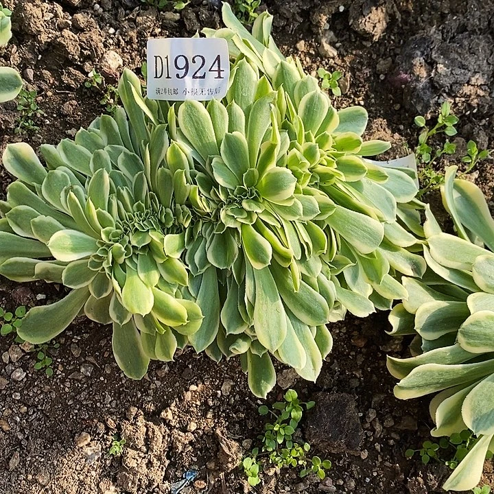 1924绿豆沙缀化植物