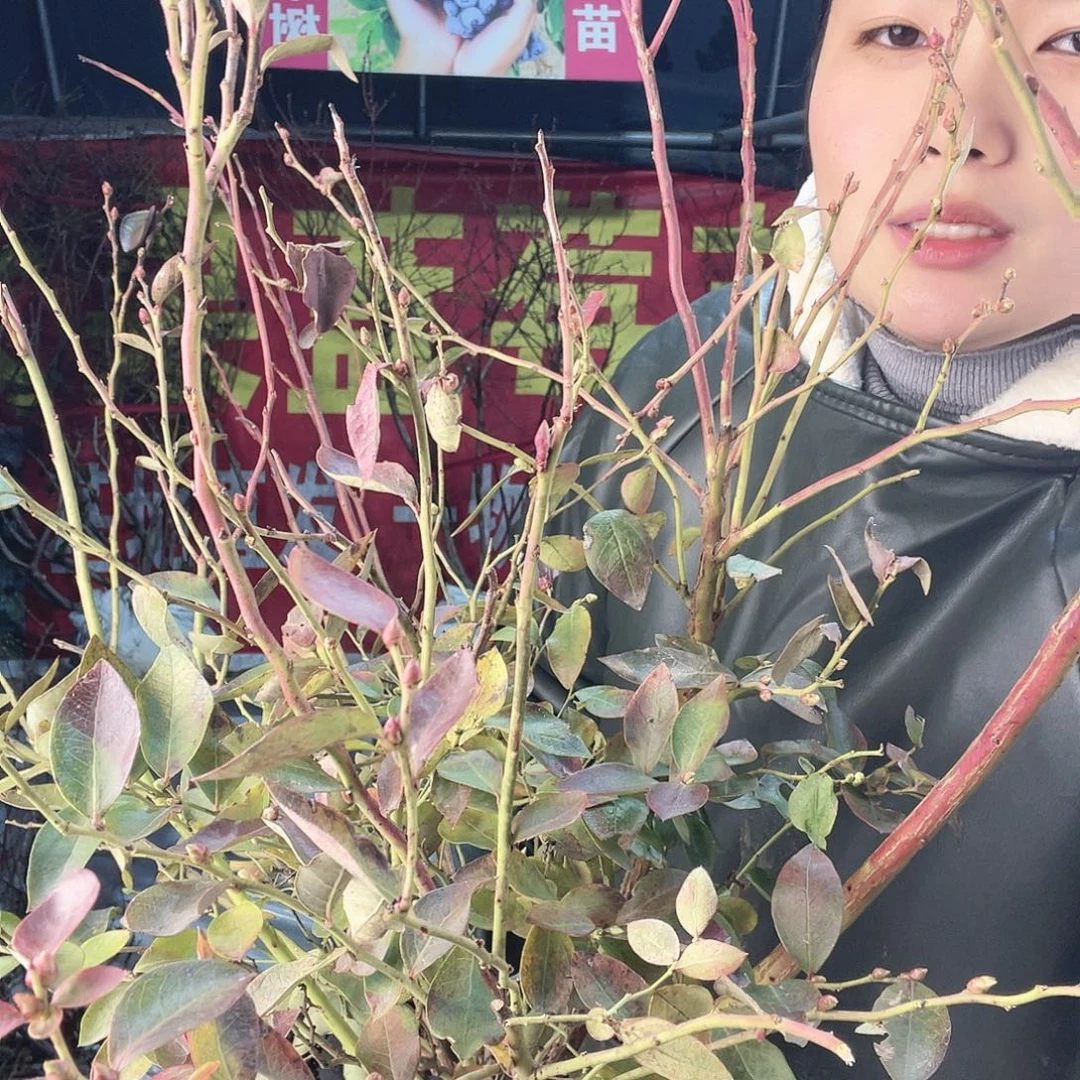 完全开放大果纯甜可口的口感