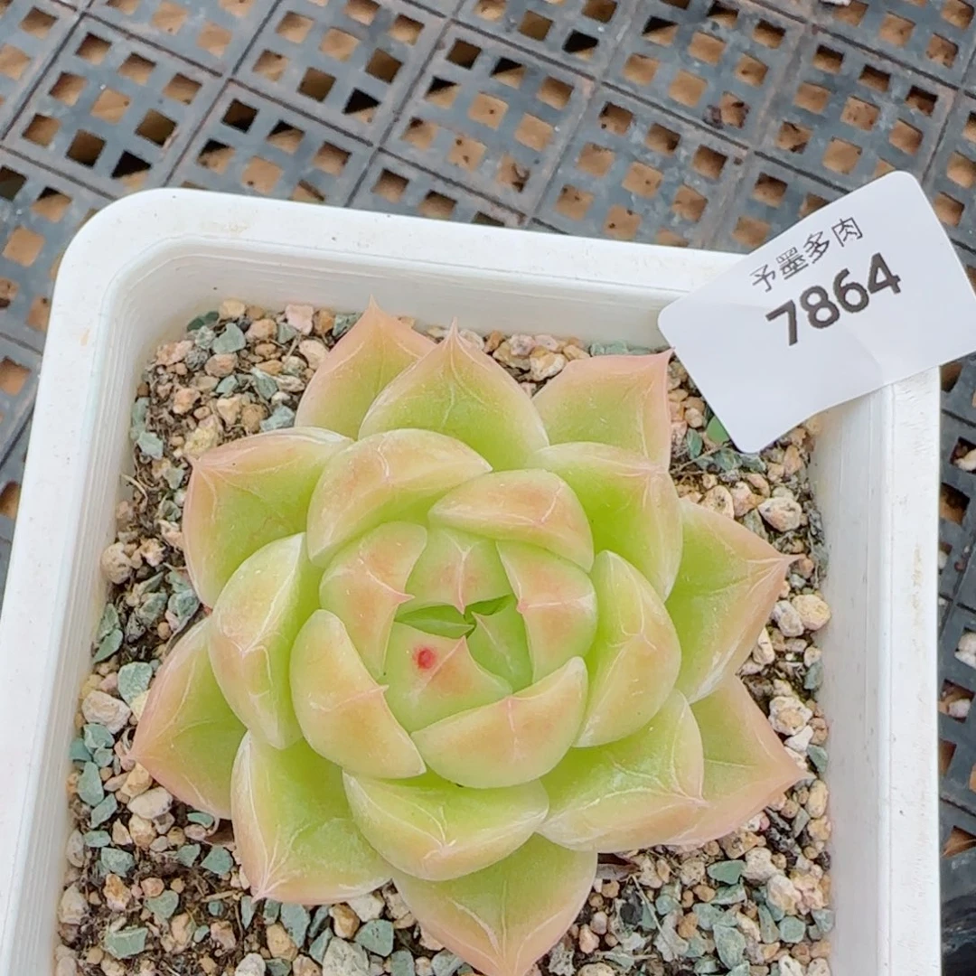 麦秆，7864多肉植物