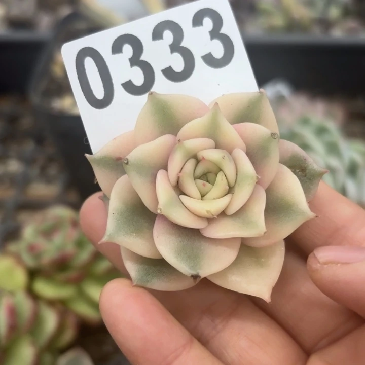 贝加尔湖多肉植物满18包邮