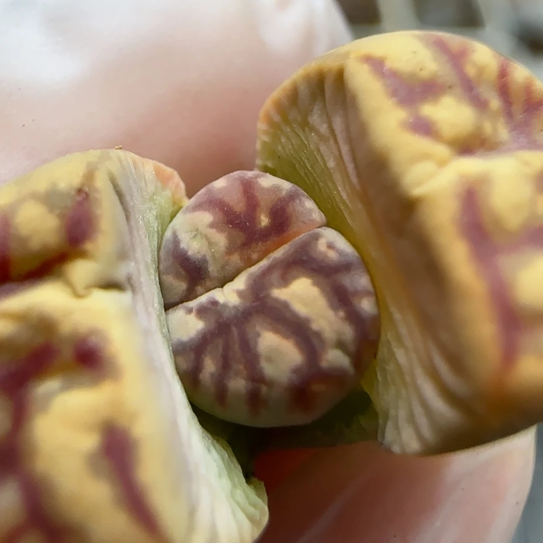 1.5。佐罗福利。5036