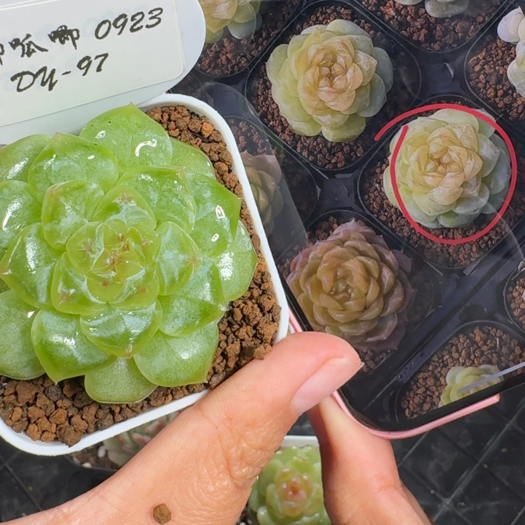 0923-097-白钻单头