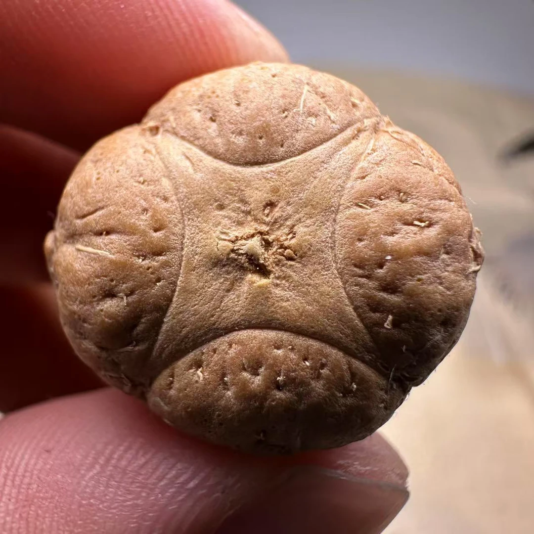 尼泊尔麒麟眼菩提，尺寸23，厚度16，s系列