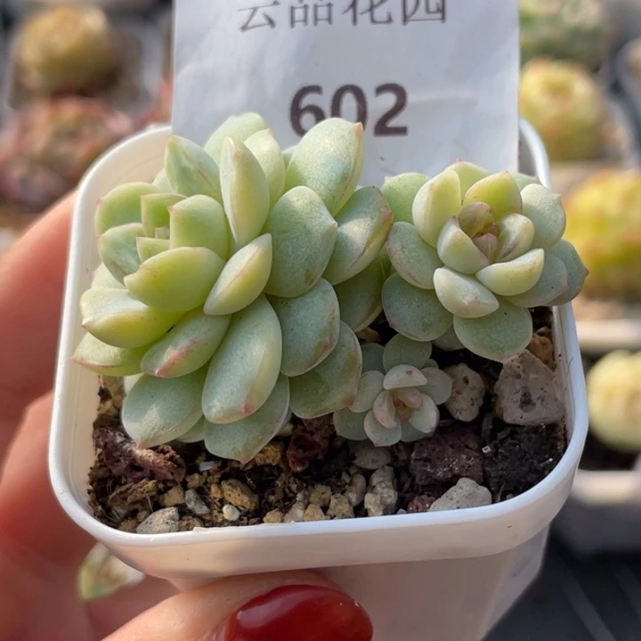 602号糖心冰心珍妮 郁金