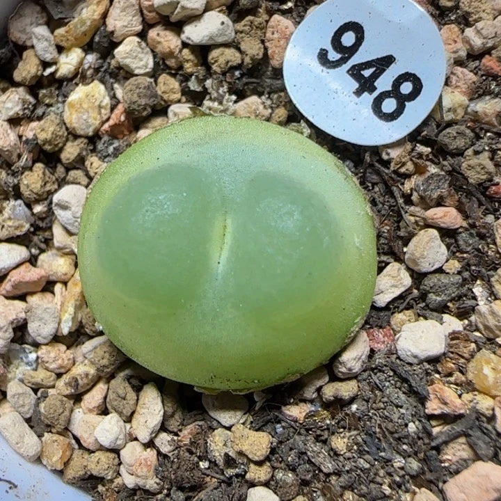 拉登1.9多肉植物948