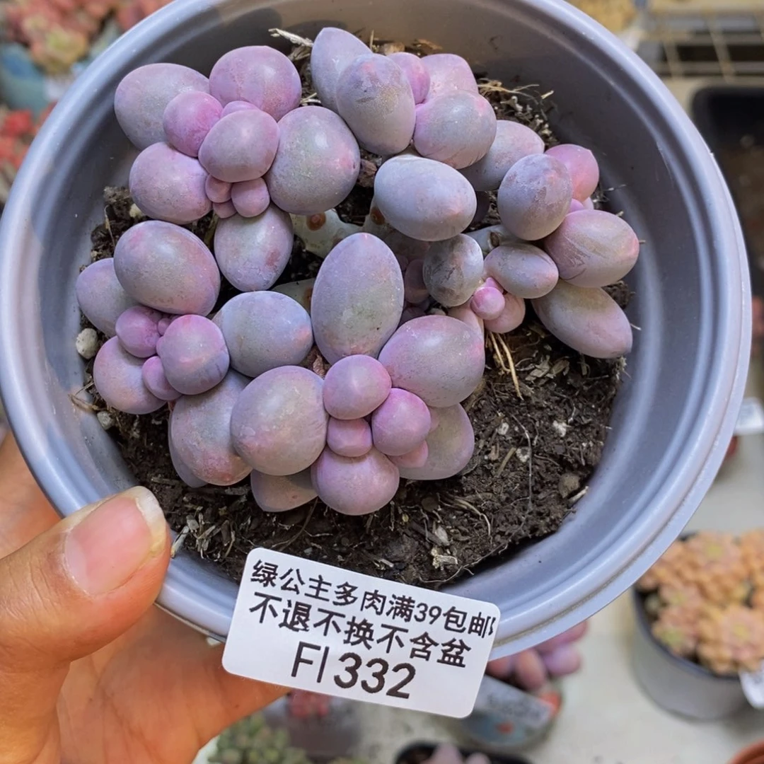 332香水手指奶多肉8c m