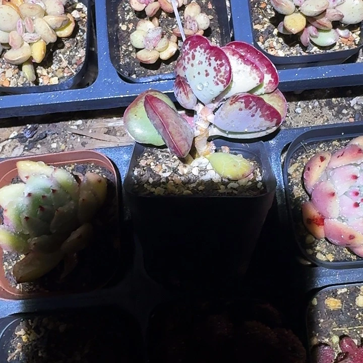 ?****?多肉植物满20包邮