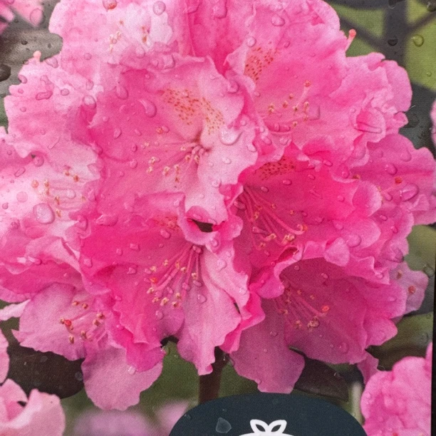 【书与华】北极星-进口高山杜鹃盆栽地栽庭院阳台养护耐寒耐热