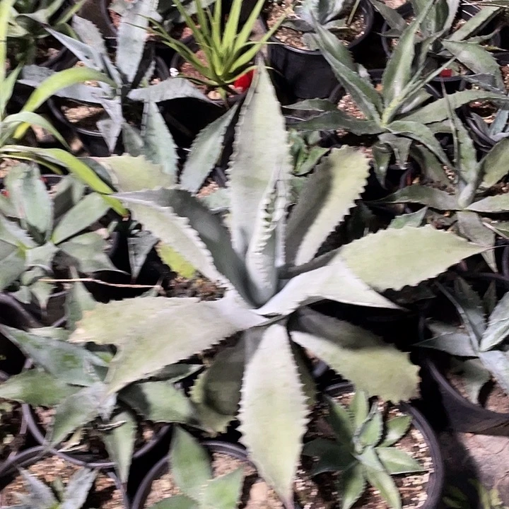 ℒ****无花朵龙舌兰绿色植物