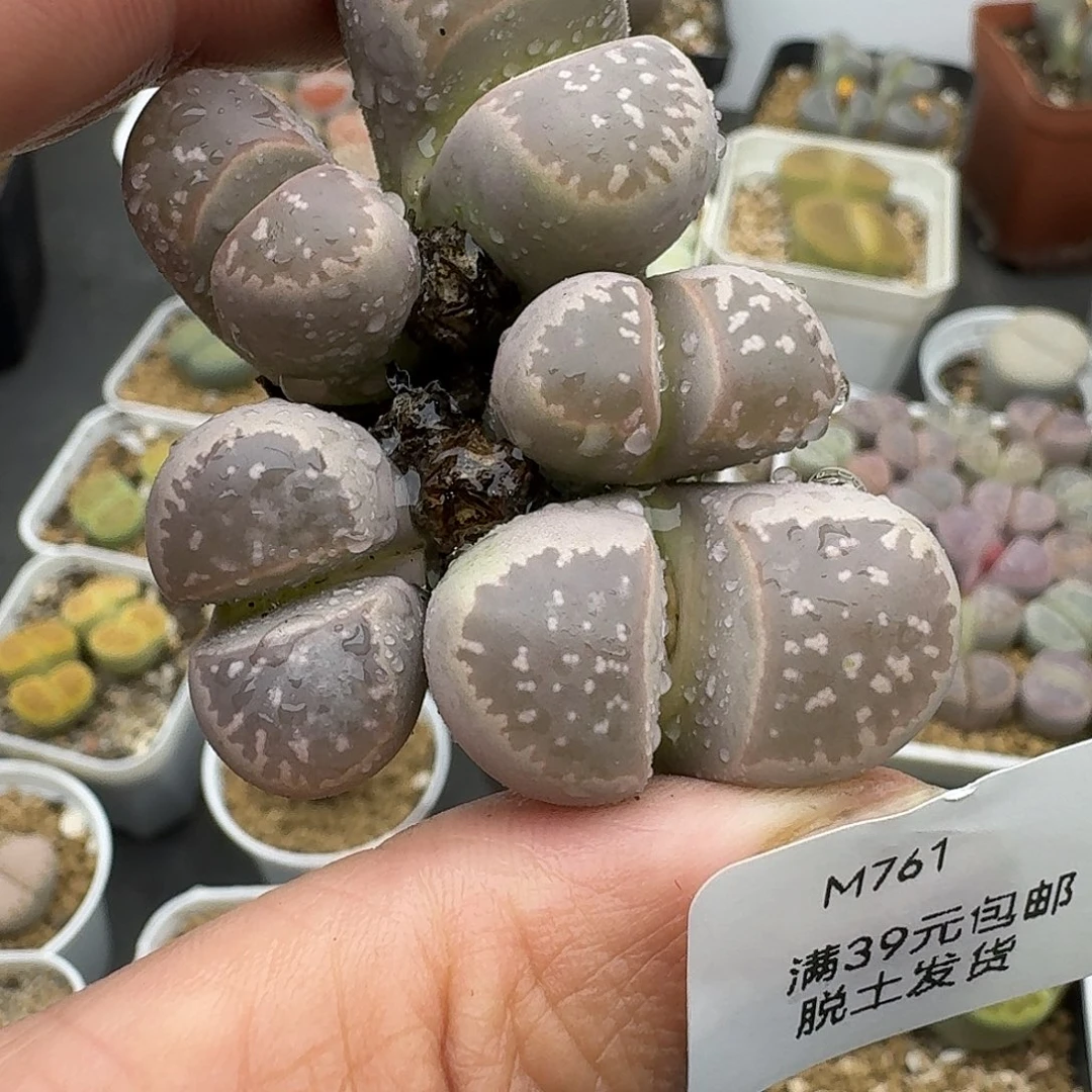 761开播福利款哈哈哈哈