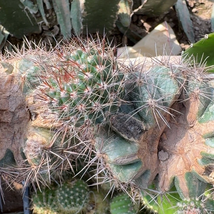 332丽水花歪无根侧牙3公分左右，20包邮