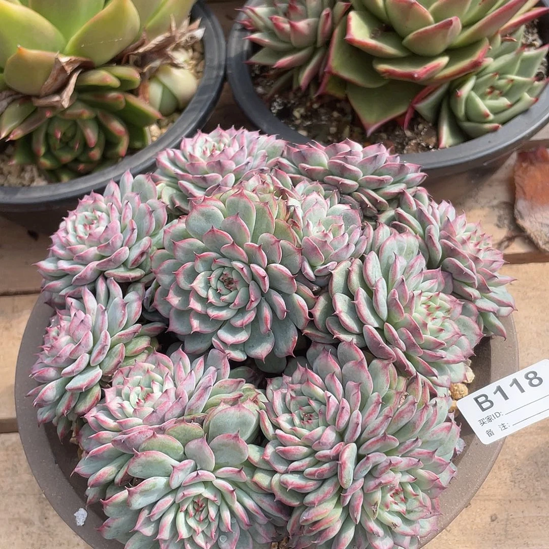 若如东云单拍B118