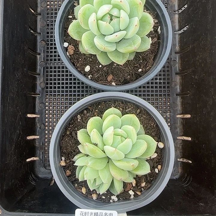 花时光精品多肉34