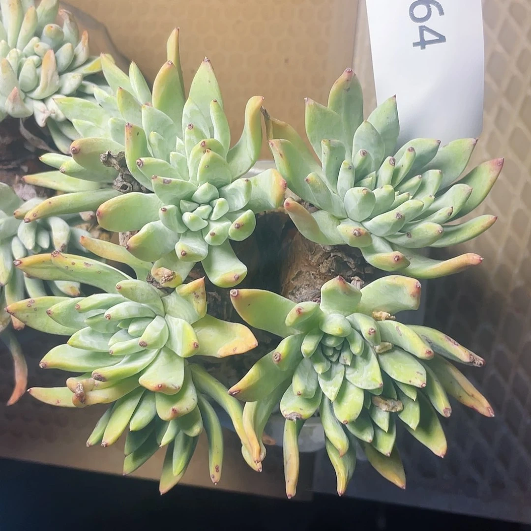 刘丹二代老桩264