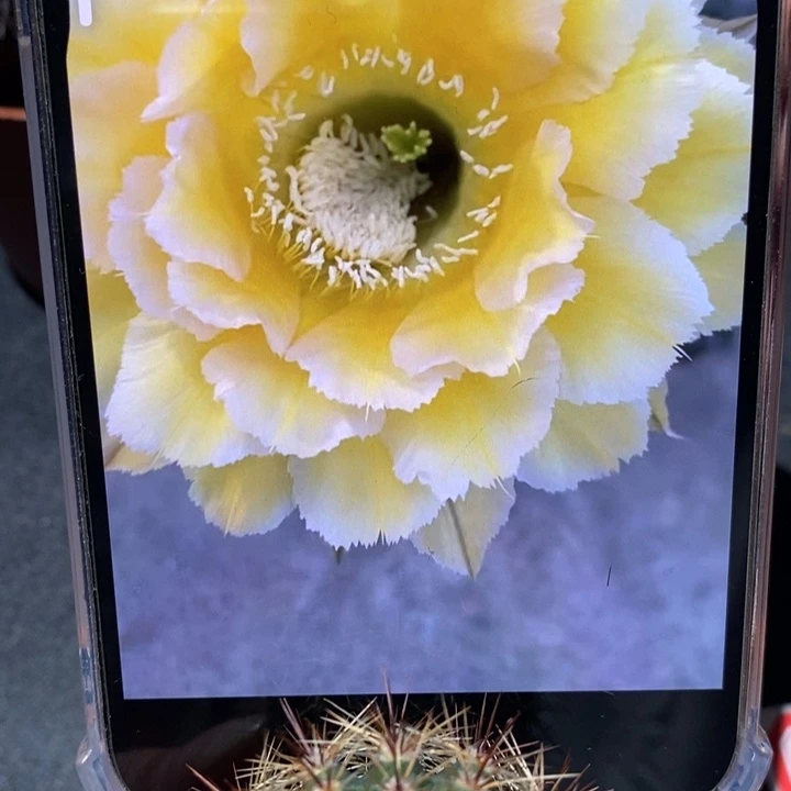 香香新品黄白侧芽3-3.5公分左右