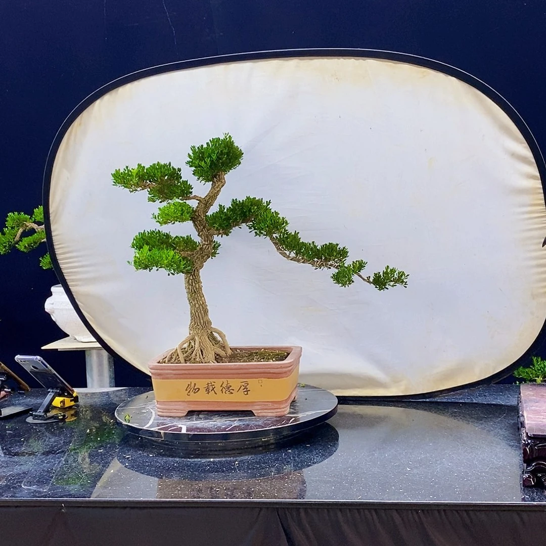 无花朵黄杨盆景造型