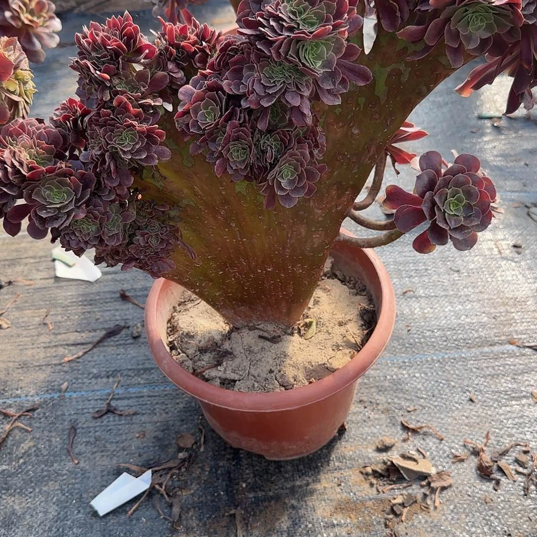 用***2无花朵欧嘉莉修护他咯哦哦哦