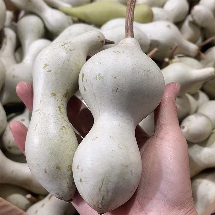 大果紫檀（缅甸花梨）东**往