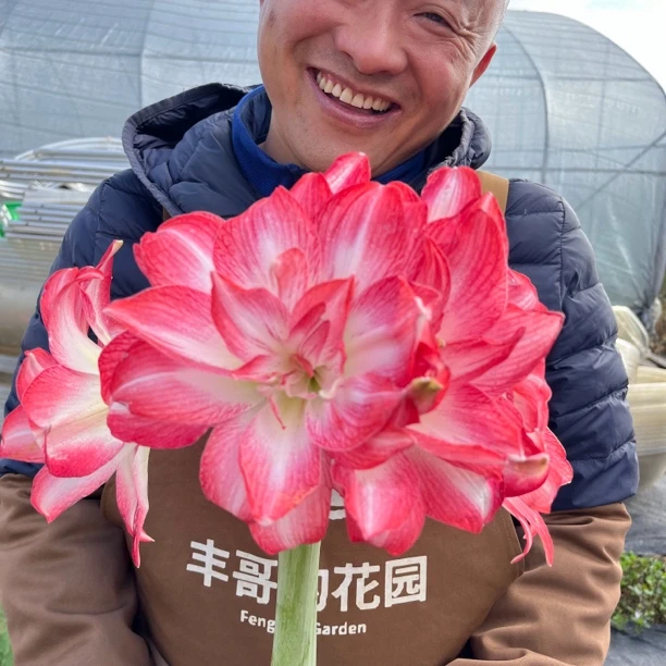 2号店丰哥《进口帝卡舞曲》1颗重瓣朱顶红种球