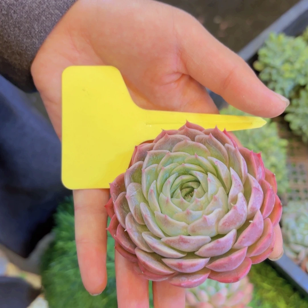 Y***a云南金致家精品多肉