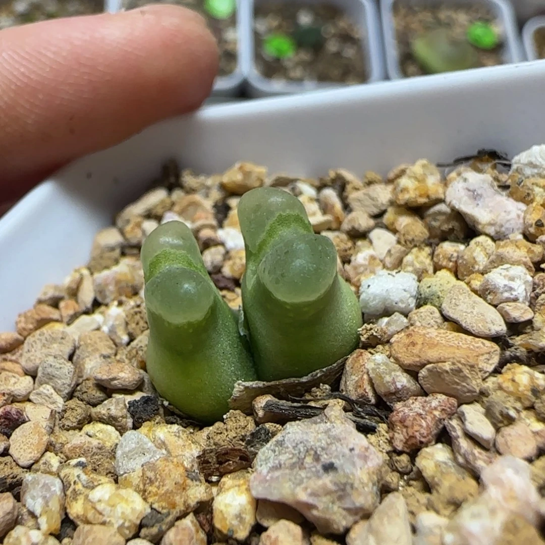 专拍漂亮多肉植物225