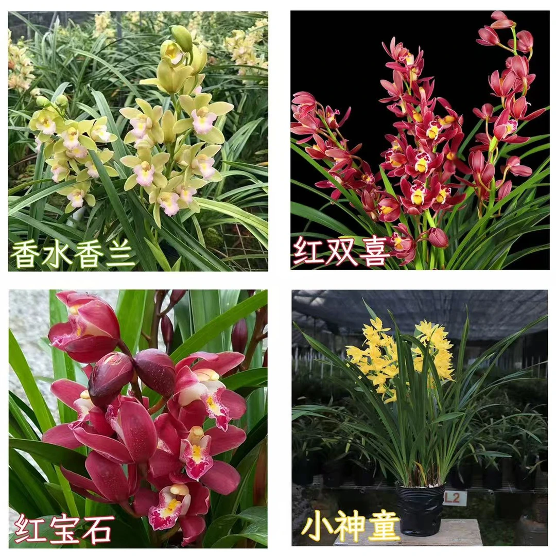 买一送一【红宝石、红双喜、小神童、香水香兰、台北仙子】