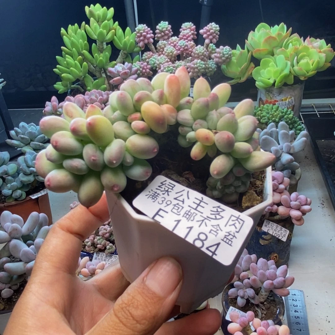 184苹果奶四代缀多肉7c m