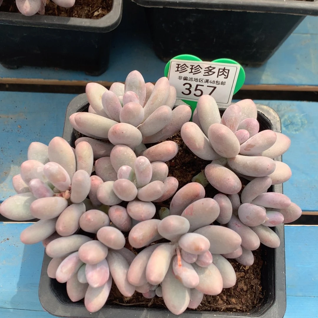 大叶汤圆无砍平头357