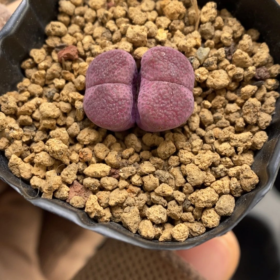 多肉植物肉锥杂交K-3651 风铃杂