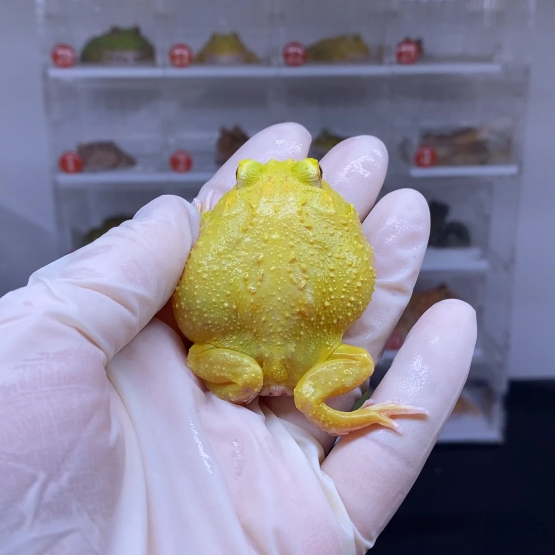 角蛙角蛙闪购专属链接