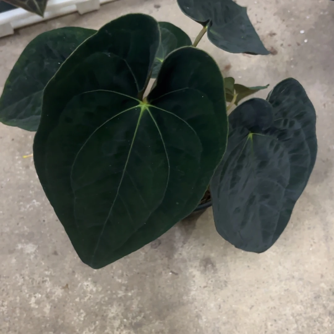 完全开放加通湖papi